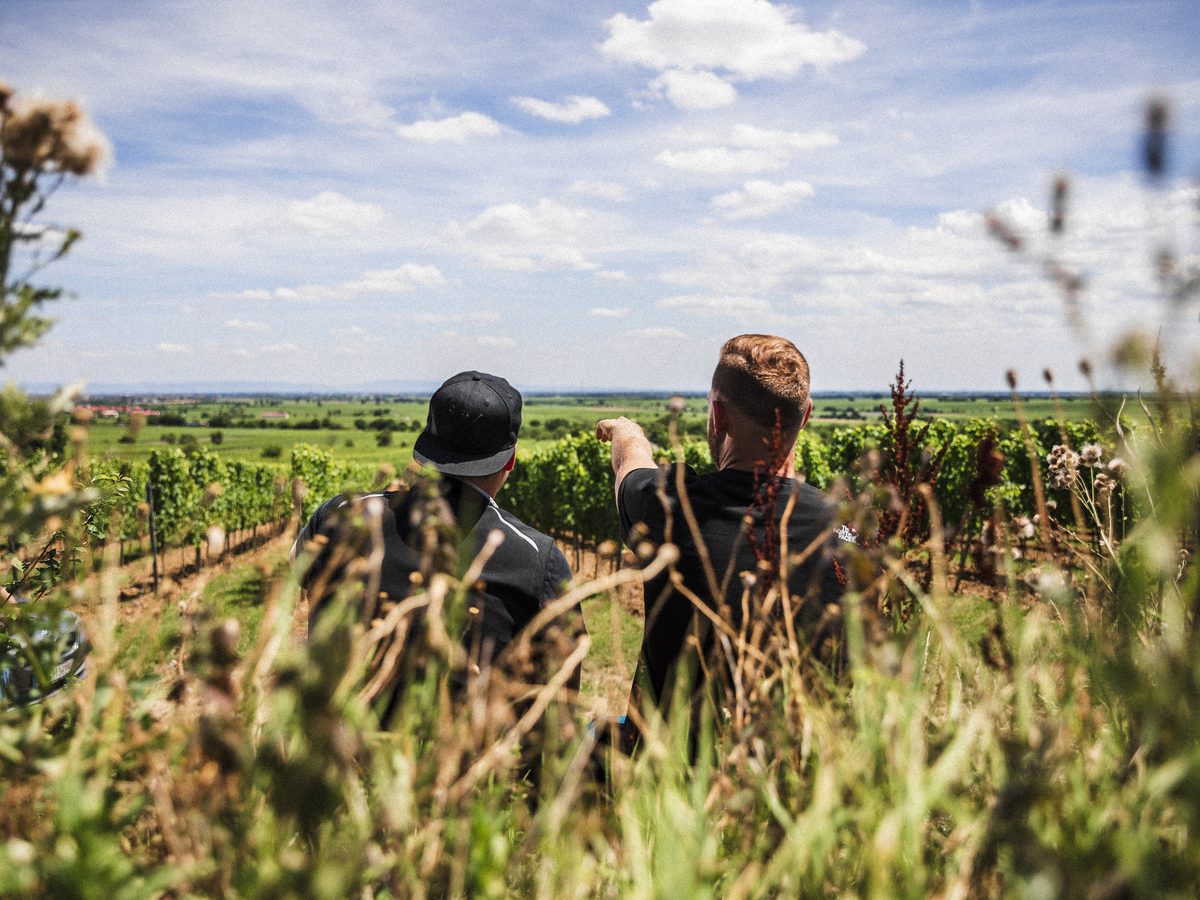 Weinprobe Neustadt: Weinberge des Weinguts Hellmer bei Mussbach an der Weinstraße