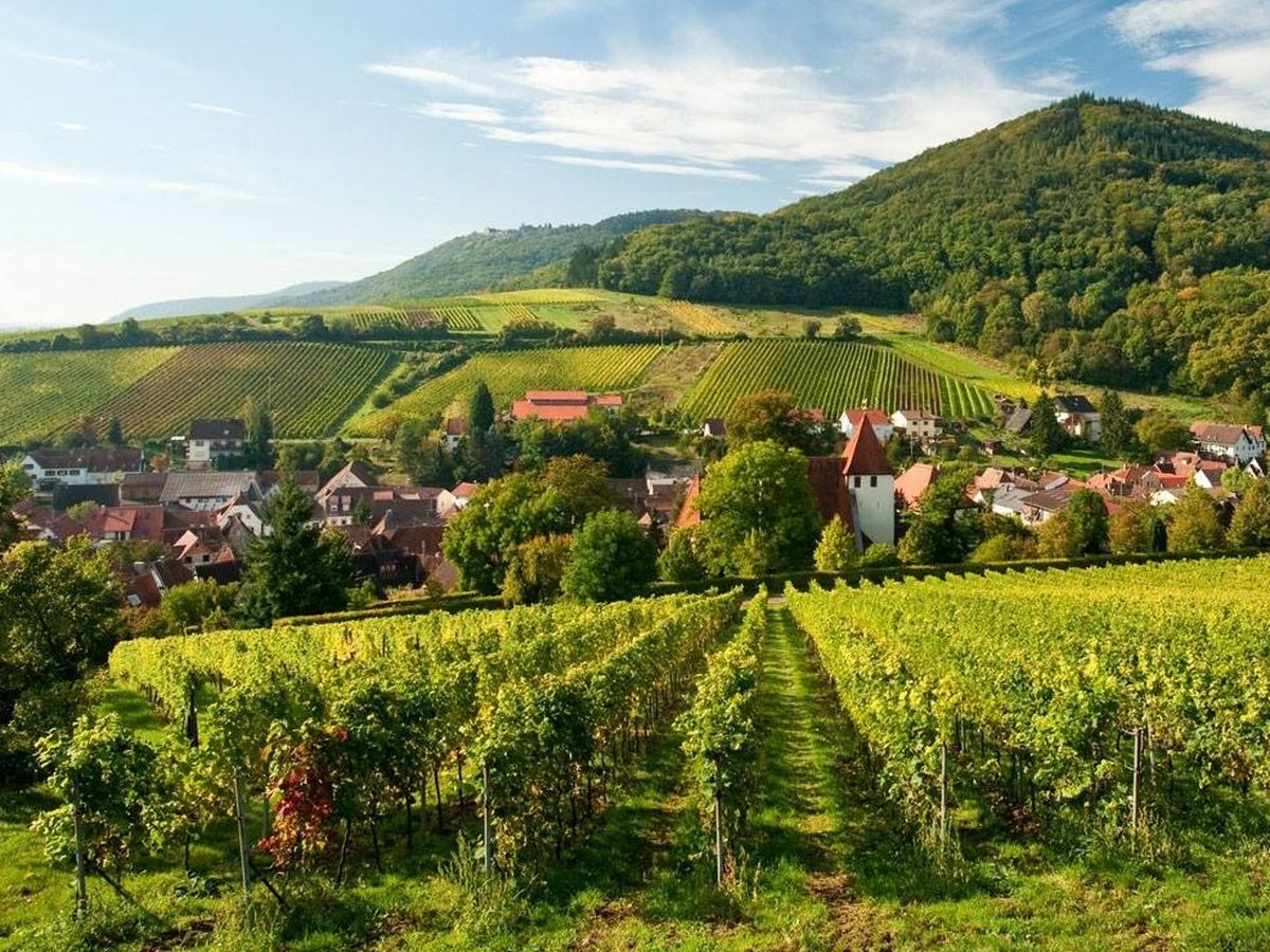 Weinprobe an der Südlichen Weinstraße: Weinberge rund um Leinsweiler, Weingut Peter Stübinger
